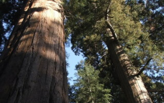 A shaded grove of Giant Sequoia Trees in the National Park