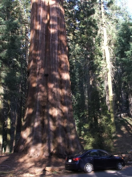 Giant Sequoia Trees