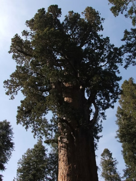 General Sherman, the world's largest tree