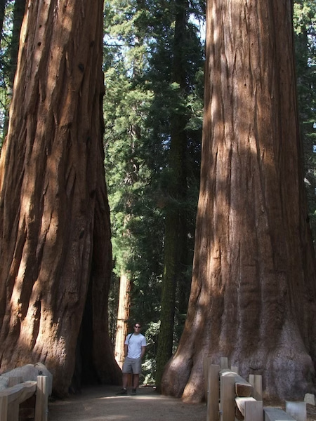 Giant Sequoia trees in the National Park. Standing in a shaded grove