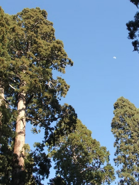 Moon above the giant Sequoia Trees