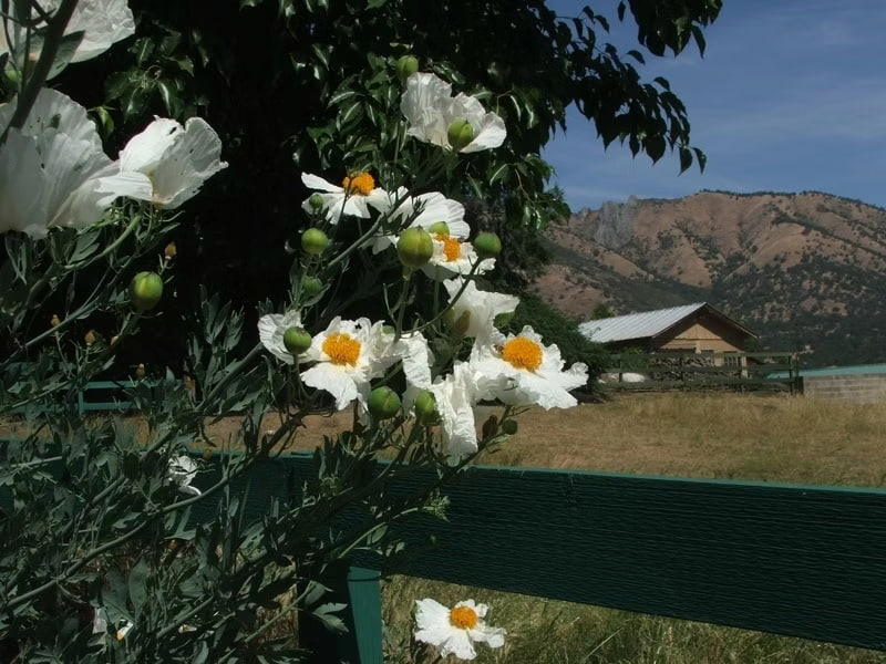 California Tree Poppy