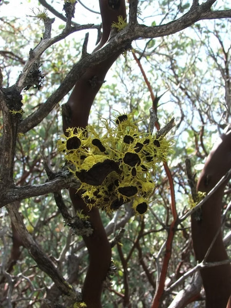 Wolf Lichen