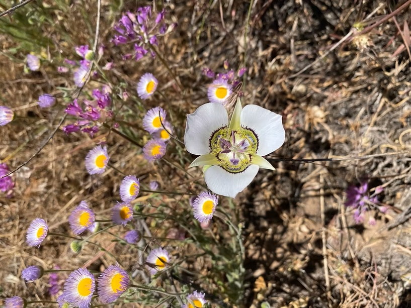 Mariposa Lilly in Black Canyon of the Gunnison, Colorado