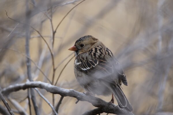 A Harris's sparrow found in a mixed flock at the Carson Nature Center