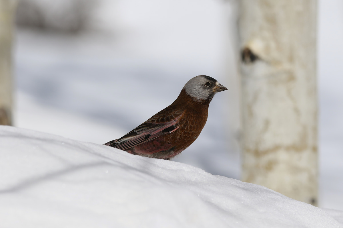 Gray-crowned Rosy-Finch (Hepburn's) in Colorado