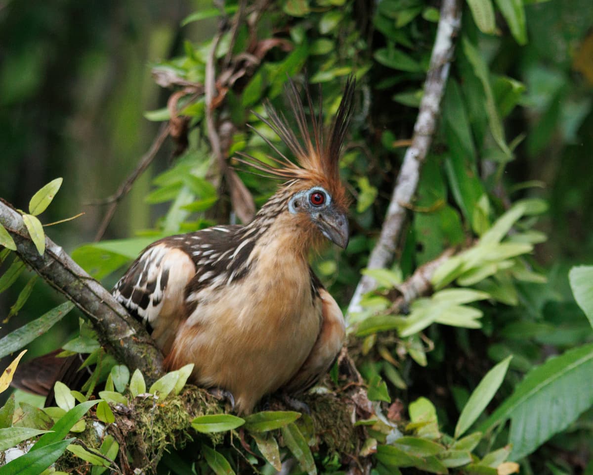 A Hoatzin perches on a branch in the Ecuadorian Amazon