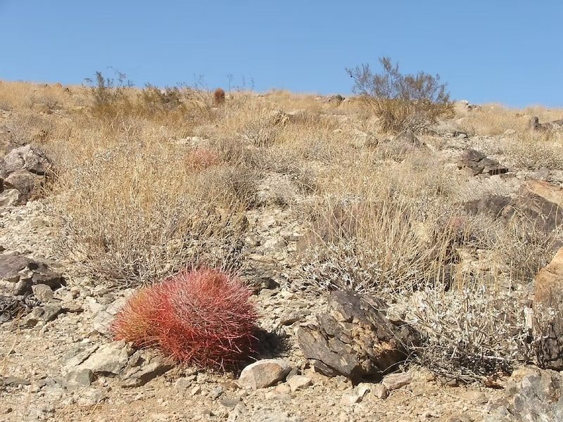 Barrel cactus