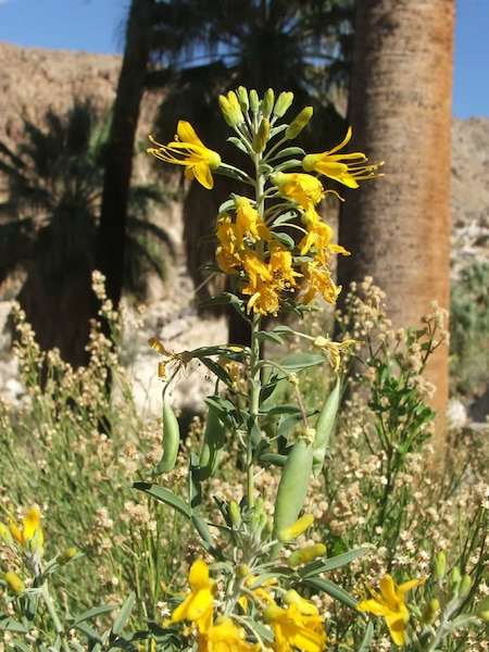 Bladderpod flower