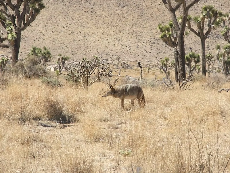 Coyote in the Mojave desert