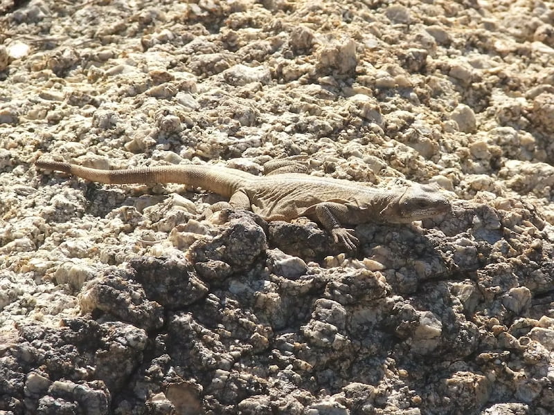 Common chuckwalla lizard