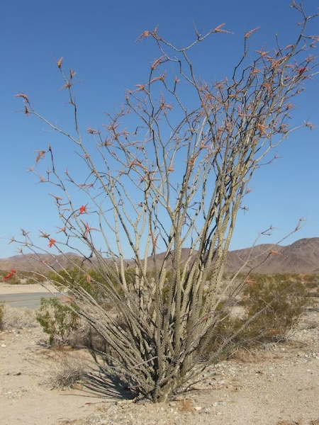 Flowering ocotillo