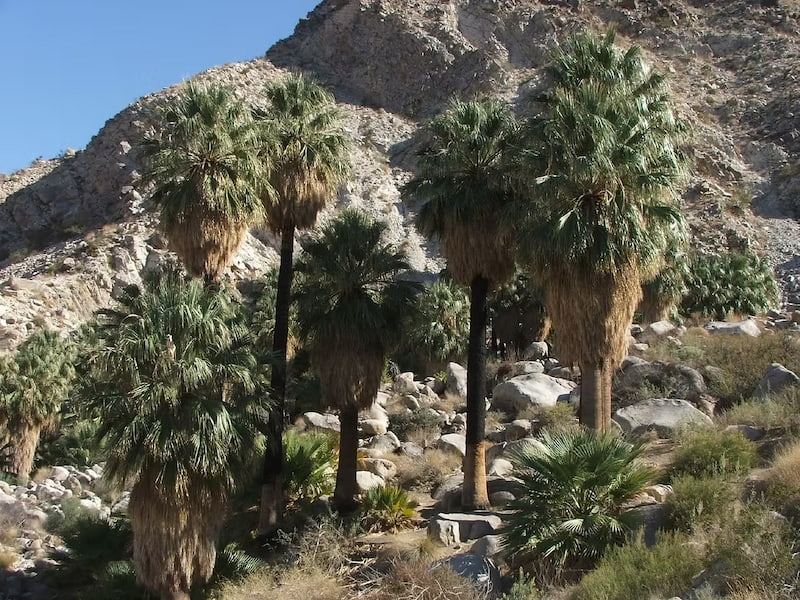 Oasis of Mara in Joshua Tree