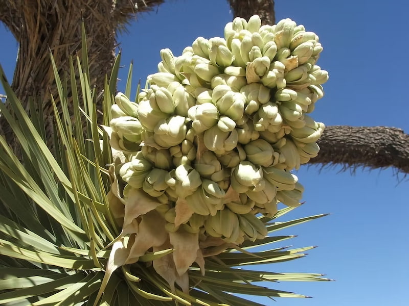 Popcorn like flowers