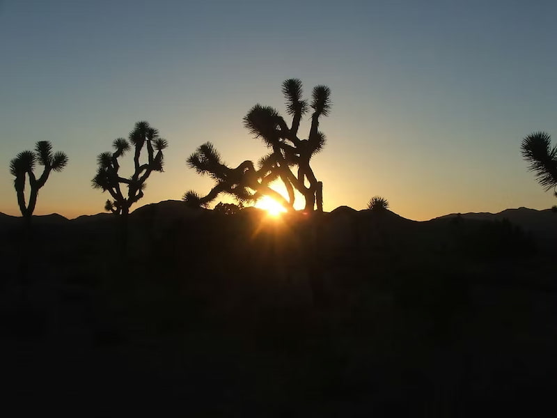 Sunset in Joshua Tree National Park