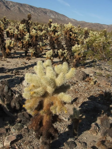 Teddy bear cholla cacti