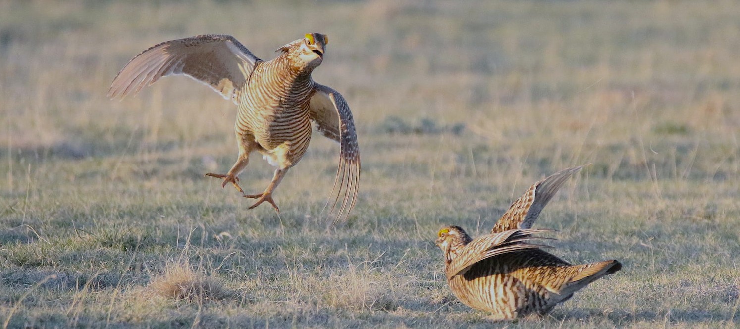 Lesser Prairie Chickens displaying at a lek in Kansas