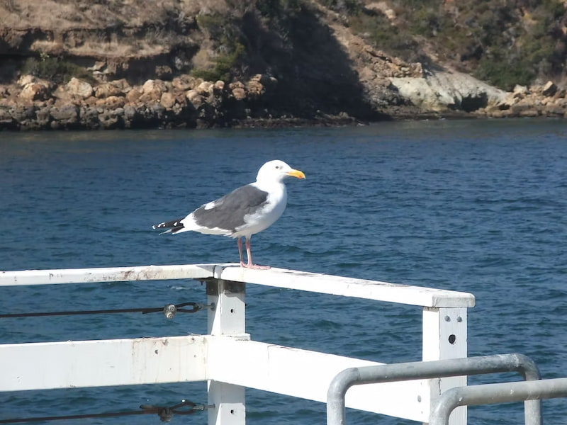 Western gull on the boat