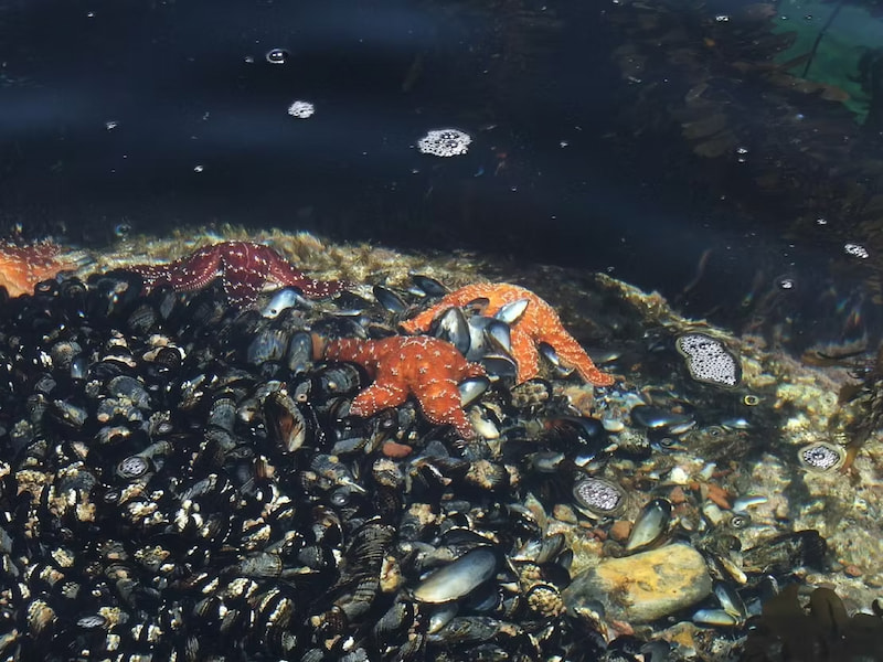 Starfish in the Channel Islands