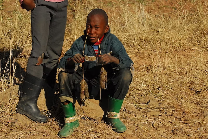 Kid selling rats to eat in Lesotho