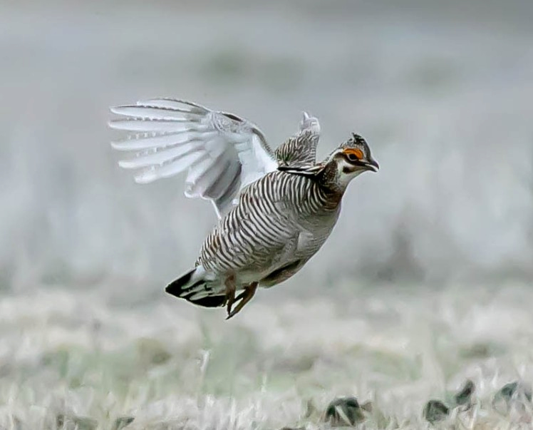 A Lesser Prairie Chicken near Oakley, Kansas