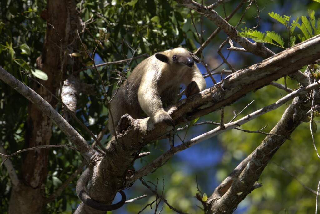 A Lesser Tamandua (anteater) in the trees near Yachana Lodge, Ecuador