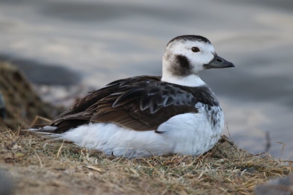 A long-tailed duck spotted in the Denver metro area