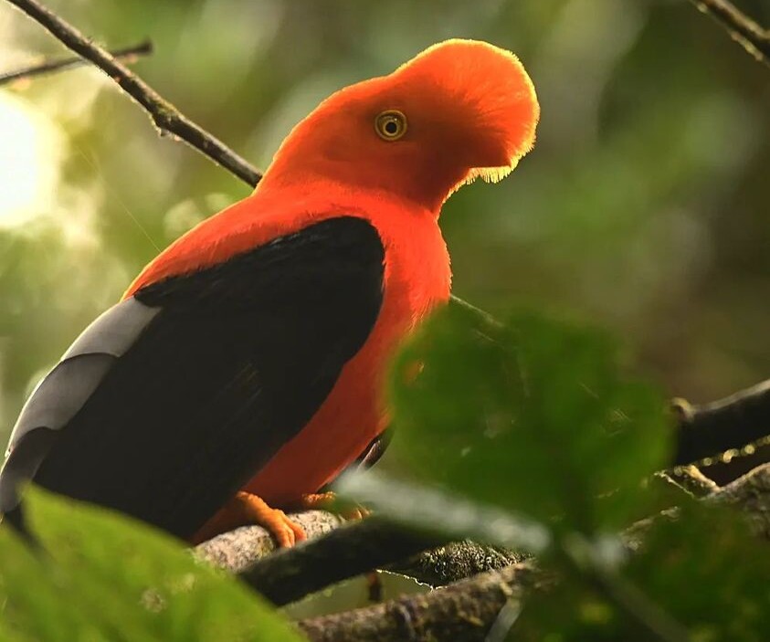 Andean Cock-of-the-Rock in Ecuador