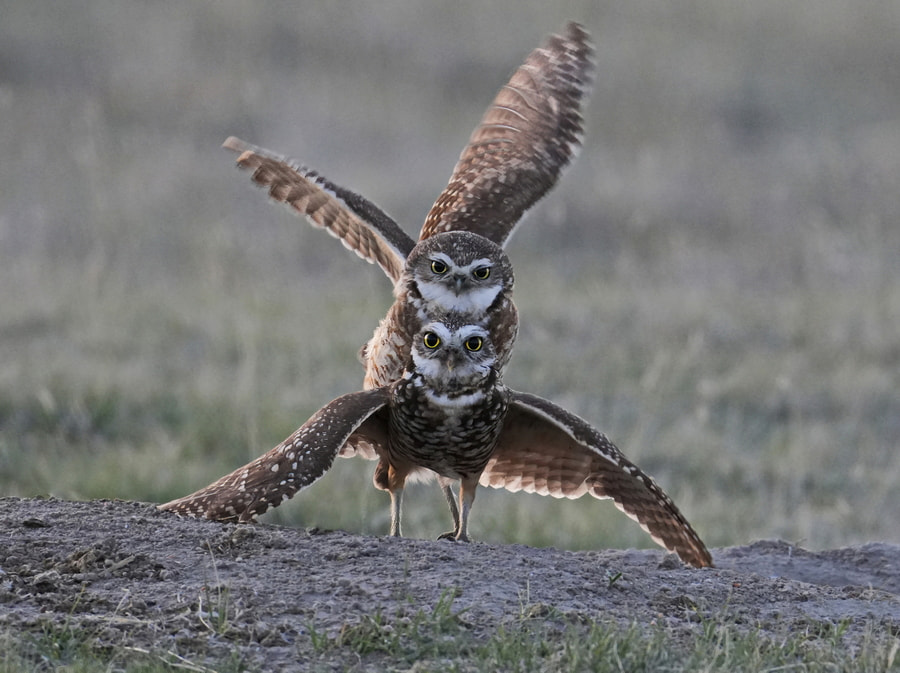Mating Burrowing Owls in eastern Colorado