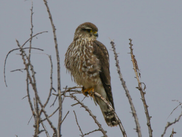 A Merlin perched in the open at Rocky Mountain Arsenal National Wildlife Refuge