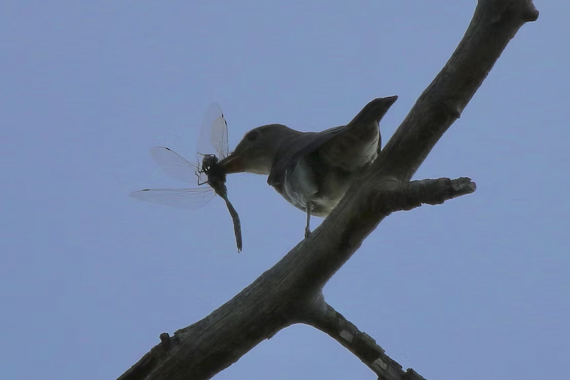 Bird eating a dragonfly at our campsite in Colorado