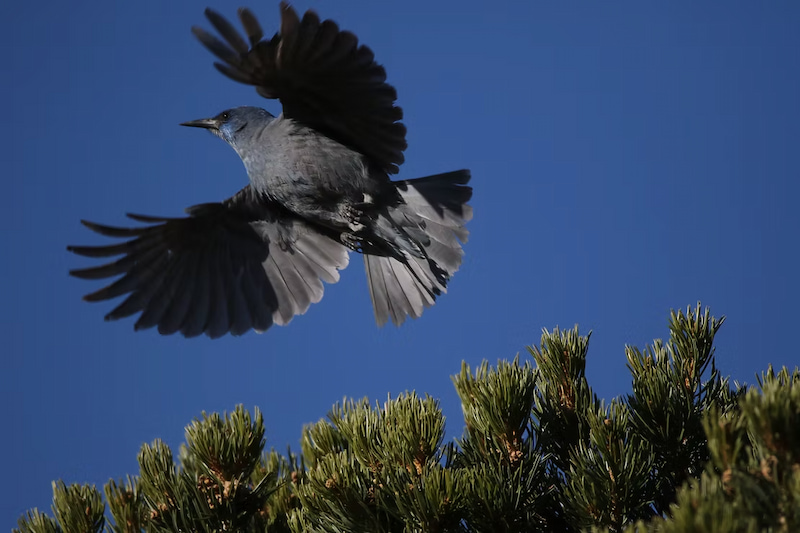 Jay flying of the pine trees in Colorado