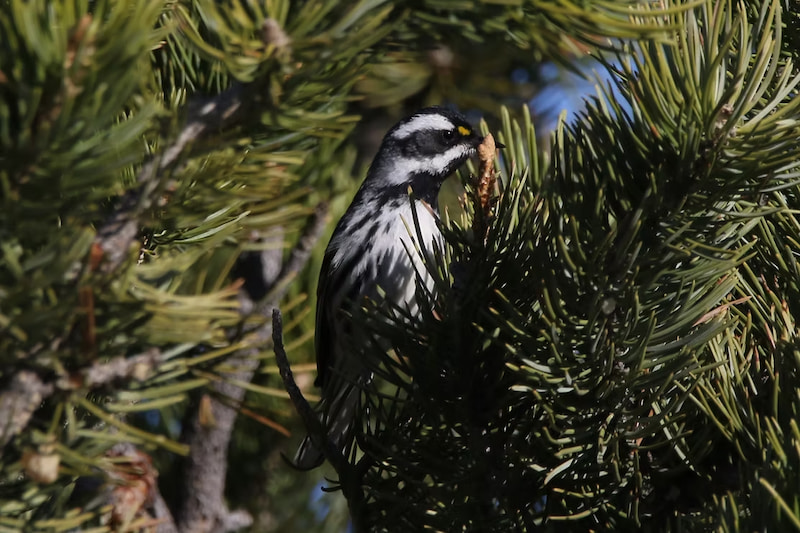 Warbler in the pine trees of Colorado