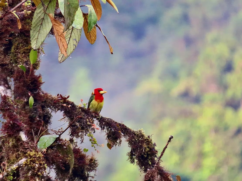 Male Barbet bird seen while birding in Las Tangaras, Mindo Ecuador mountains