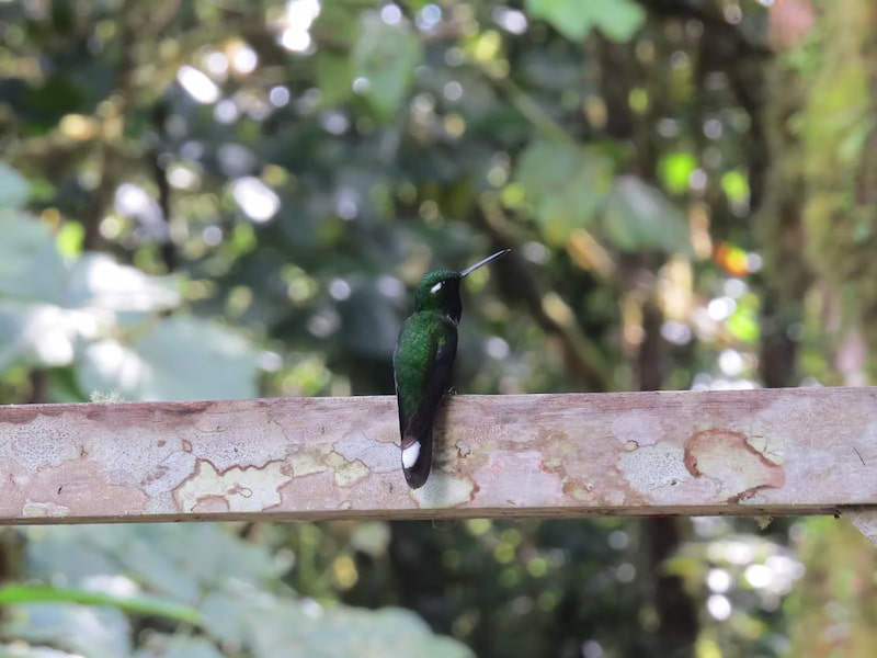 Purple-bibbed Whitetip hummingbird