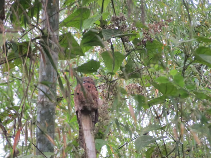 Common Potoo found in the forest