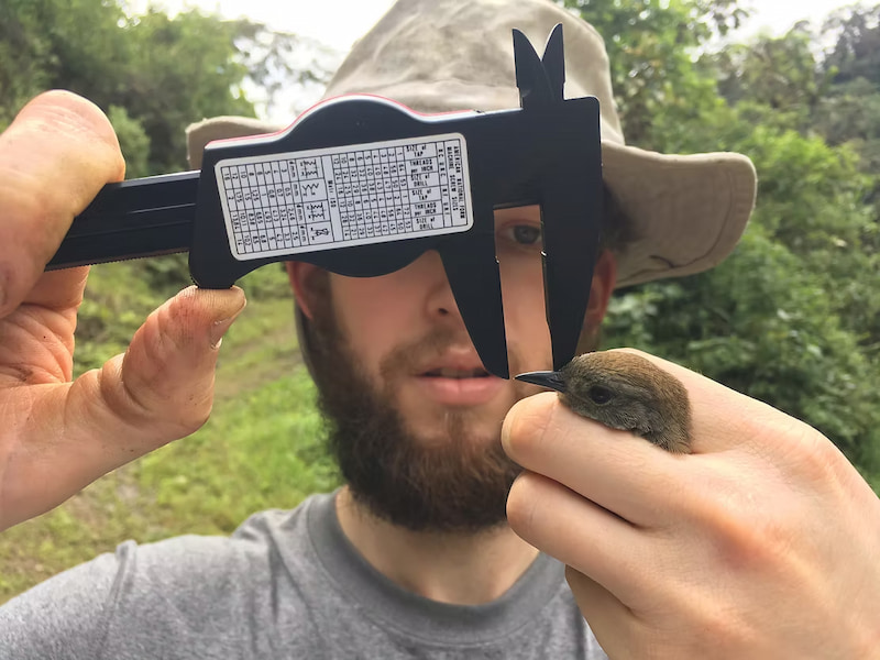 Taking statistics of the birds for scientific research purposes