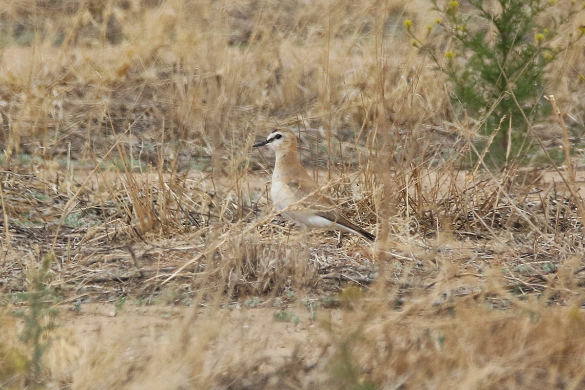 A Mountain Plover near Pawnee National Grasslands in eastern Colorado