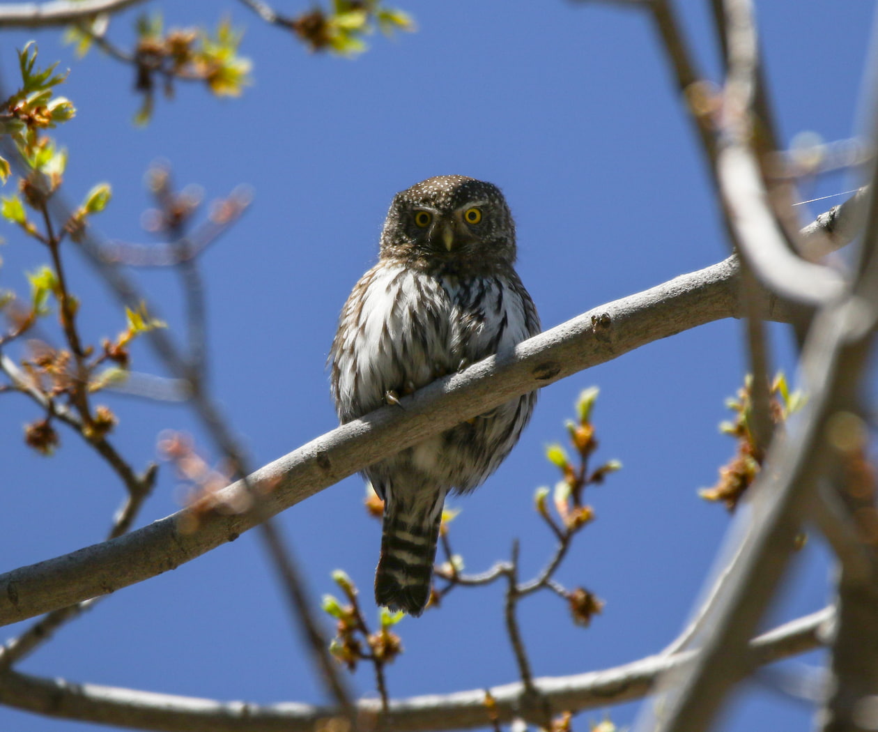 A Northern Pygmy-Owl seen on a birding tour in Colorado