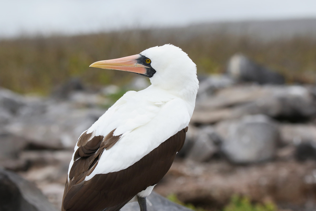 A Nazca Booby on Española Island, Galápagos