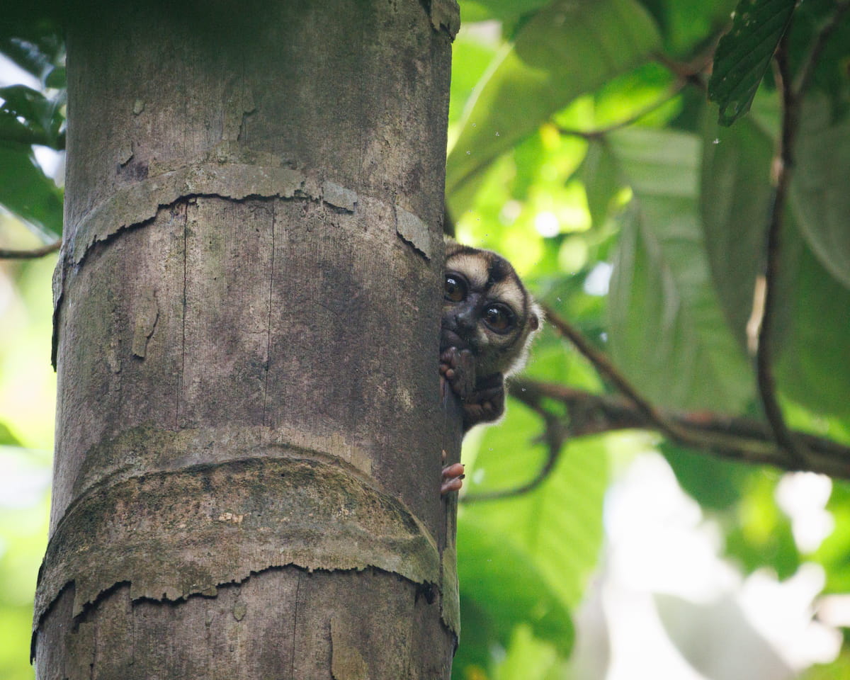 A Night Monkey found near Yachana Lodge, Ecuador.