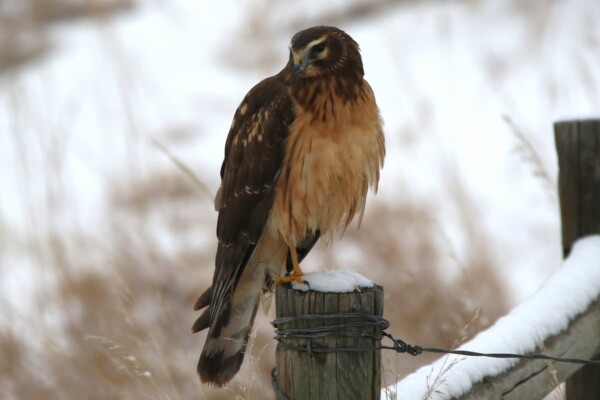 A northern harrier in the winter at Cherry Creek State Park