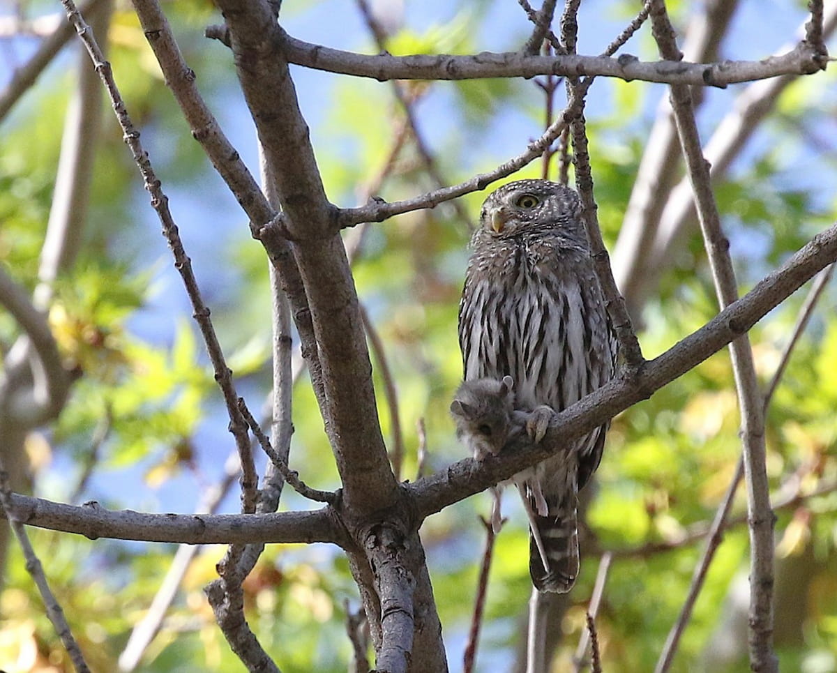 A Northern Pygmy Owl with a vole in Colorado