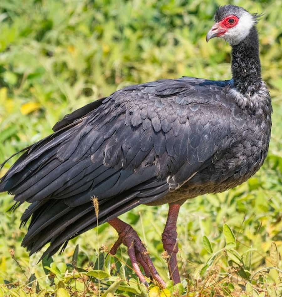 Northern Screamer in Colombia