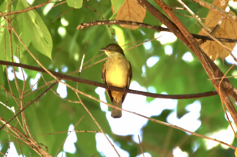 Sulphur Bellied Bulbul in Palawan Philippines