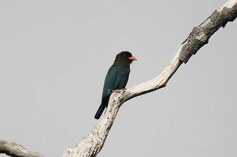Dollarbird in Palawan Philippines