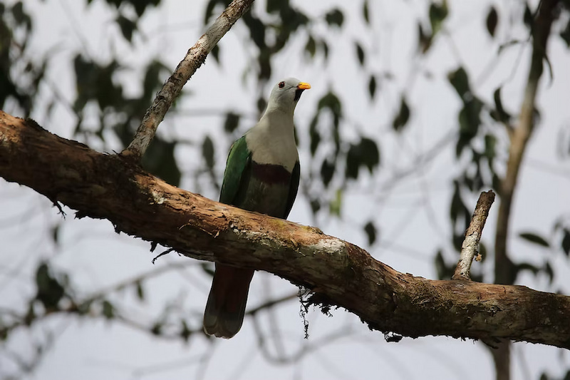 Fruit dove seen in mangroves of Palawan Philippines