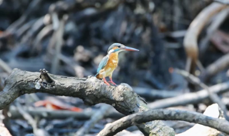 Common Kingfisher in Palawan mangroves Philippines