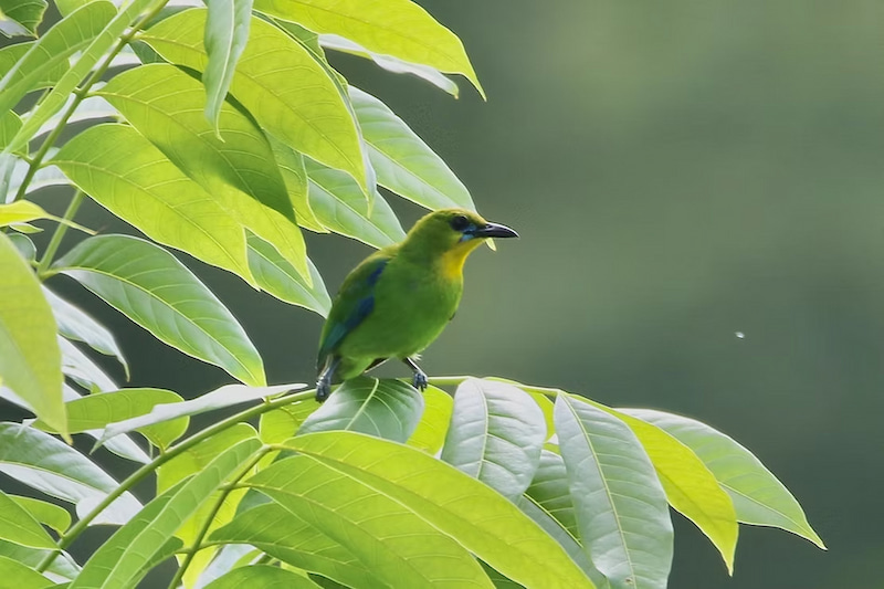 Leafbird in the mangroves of Palawan Philippines