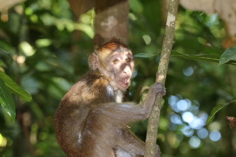 Long tailed macaque up in the trees